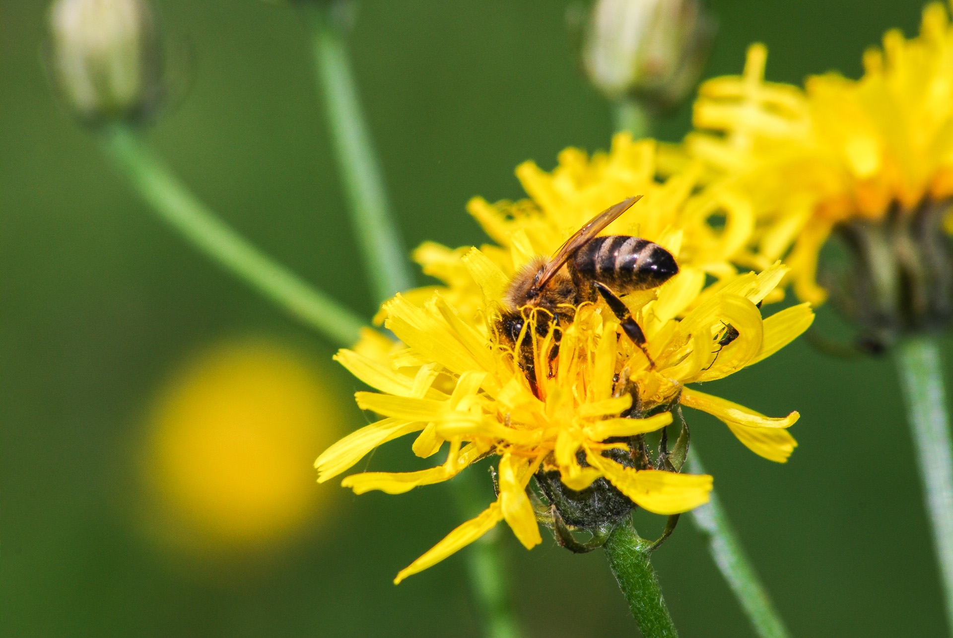 Bienen